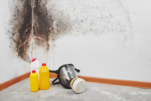 Best Best Mold Removal Companies  in Copper Canyon, TX