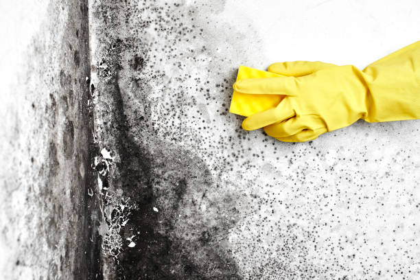 Best Mold Removal Specialists  in Copper Canyon, TX