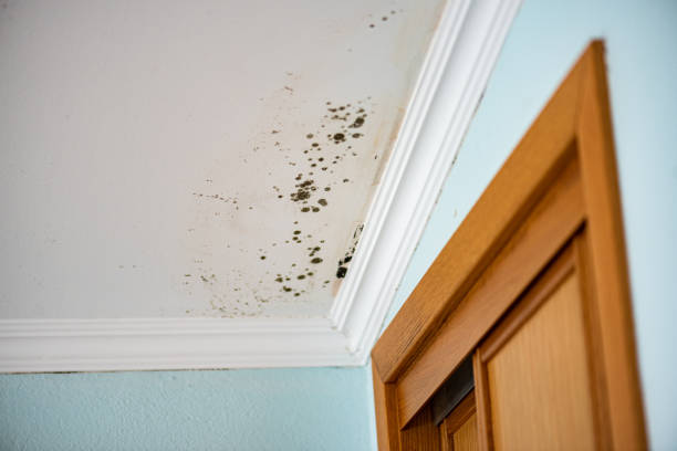 Best Home Mold Removal  in Copper Canyon, TX