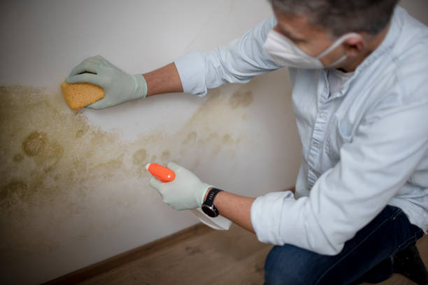 Trusted Copper Canyon, TX Mold Removal Experts