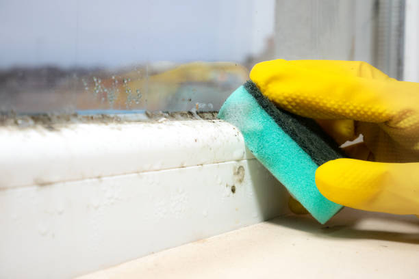 Best Attic Mold Removal  in Copper Canyon, TX