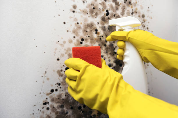Best Mold Damage Repair  in Copper Canyon, TX