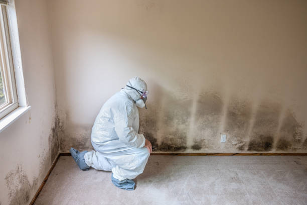 Best Affordable Mold Removal  in Copper Canyon, TX
