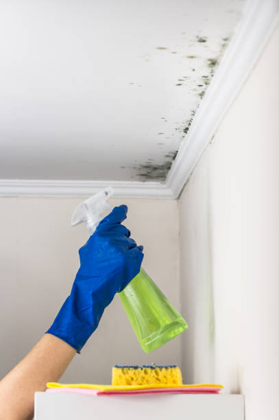 Best Mold Remediation Services  in Copper Canyon, TX