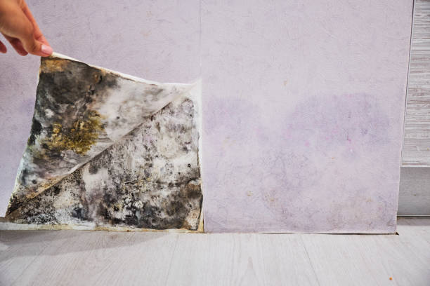 Best Affordable Mold Removal  in Copper Canyon, TX